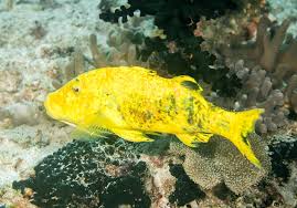 Image result for Parupeneus cyclostomus