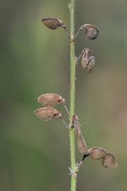 Attēlu rezultāti vaicājumam “Lycogala persicum sessile”