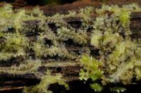 Attēlu rezultāti vaicājumam “Lophocolea coadunata”