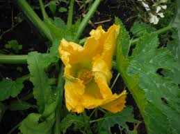 Attēlu rezultāti vaicājumam “Tropaeolum majus fruit”