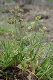 Attēlu rezultāti vaicājumam “Poa remota bud”