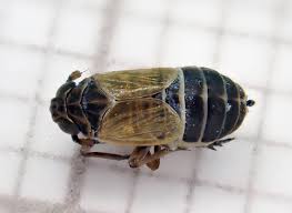 Attēlu rezultāti vaicājumam “Javesella pellucida female”