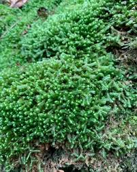 Attēlu rezultāti vaicājumam “Bazzania trilobata”