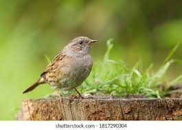 Attēlu rezultāti vaicājumam “Prunella modularis adult”