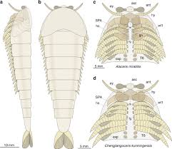 Attēlu rezultāti vaicājumam “Clossiana euphrosyne underside”