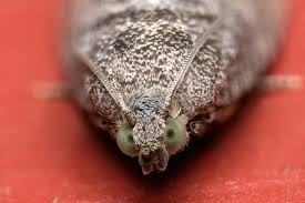 Attēlu rezultāti vaicājumam “Cydia splendana”