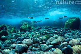 Image result for Liza aurata