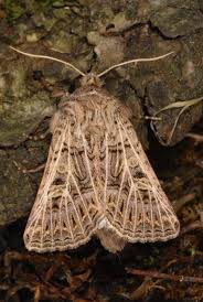 Attēlu rezultāti vaicājumam “Tholera decimalis male”