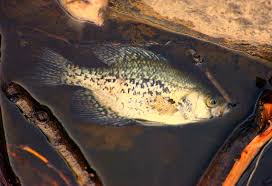 Image result for Pomoxis nigromaculatus