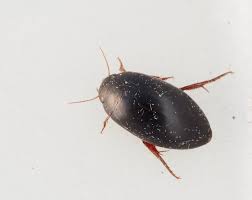 Attēlu rezultāti vaicājumam “Colymbetes paykulli”