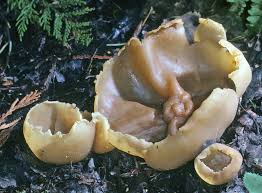 Attēlu rezultāti vaicājumam “Peziza repanda”