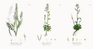 Attēlu rezultāti vaicājumam “Cardamine impatiens”