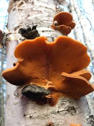 Attēlu rezultāti vaicājumam “Phyllotopsis nidulans”