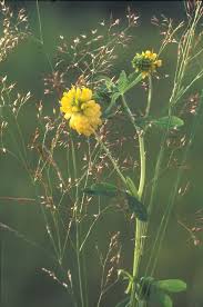Attēlu rezultāti vaicājumam “Trifolium aureum leaf”
