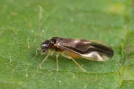 Attēlu rezultāti vaicājumam “Metylophorus nebulosus”