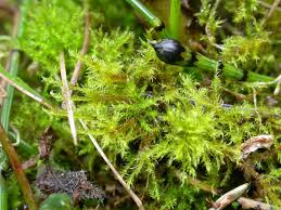 Attēlu rezultāti vaicājumam “Campylium, Campyliadelphus”