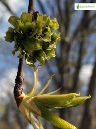 Attēlu rezultāti vaicājumam “Ulmus glabra flower”