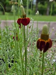 Image result for Ratibida columnifera