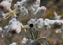 Attēlu rezultāti vaicājumam “Lophozia laxa macro”