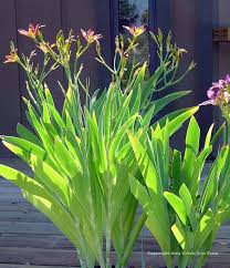 Image result for Pardancanda norrisii