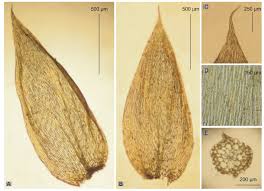 Attēlu rezultāti vaicājumam “Plagiothecium latebricola”