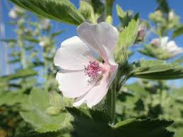 Image result for Althaea officinalis