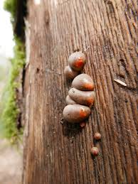 Attēlu rezultāti vaicājumam “Lycogala maculatum macro”