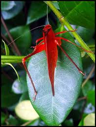 Attēlu rezultāti vaicājumam “Tettigoniodea”