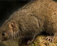 Attēlu rezultāti vaicājumam “Licea pygmaea sessile”