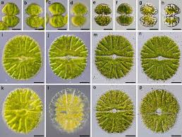 Attēlu rezultāti vaicājumam “Diderma testaceum macro”