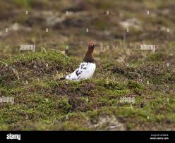 Attēlu rezultāti vaicājumam “Lagopus lagopus male”