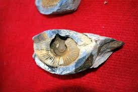 Image result for mountain top seashell