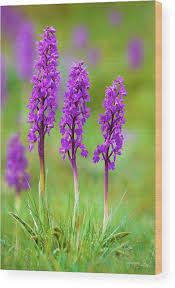 Attēlu rezultāti vaicājumam “Orchis mascula”