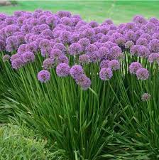 Attēlu rezultāti vaicājumam “Allium cepa flower”