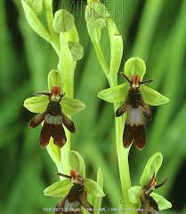 Attēlu rezultāti vaicājumam “Ophrys insectifera flower”
