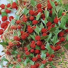 Attēlu rezultāti vaicājumam “Chenopodium foliosum fruit”
