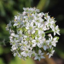 Image result for Schnittknoblauch