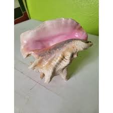 Image result for Aliger gigas