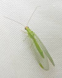 Attēlu rezultāti vaicājumam “Chrysopa”