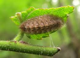 Attēlu rezultāti vaicājumam “Satyrium w-album underside”
