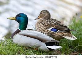 Attēlu rezultāti vaicājumam “Anas platyrhynchos male”