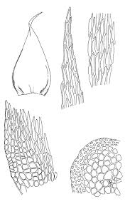 Attēlu rezultāti vaicājumam “Hypnum cupressiforme”