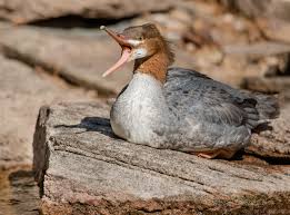 Attēlu rezultāti vaicājumam “Mergus merganser juvenile”