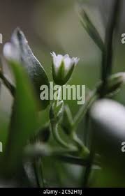 Attēlu rezultāti vaicājumam “Veronica serpyllifolia bud”
