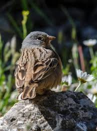 Image result for Emberiza caesia