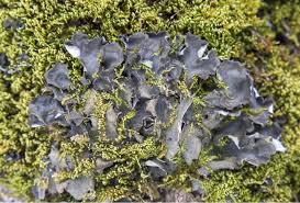 Attēlu rezultāti vaicājumam “Tuckermannopsis chlorophylla”