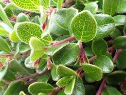 Attēlu rezultāti vaicājumam “Arctostaphylos uva-ursi”