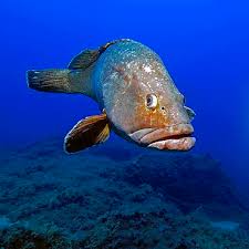 Image result for Epinephelus marginatus