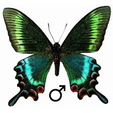 Attēlu rezultāti vaicājumam “Papilionidae”