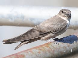 Image result for Ptyonoprogne rupestris